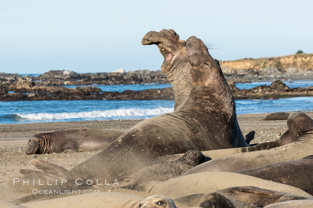 Male elephant seals (bulls) rear up on their foreflippers and fight for territory and harems of females. Bull elephant seals will haul out and fight from December through March, nearly fasting the entire time as they maintain their territory and harem. They bite and tear at each other on the neck and shoulders, drawing blood and creating scars on the tough hides. Sandy beach rookery, winter, Central California. Piedras Blancas, San Simeon, USA, Mirounga angustirostris, natural history stock photograph, photo id 35135