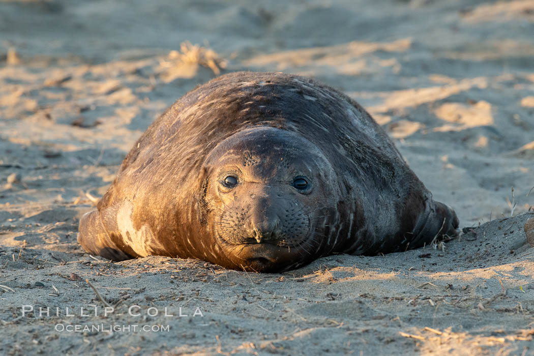 Northern elephant seals, Piedras Blancas. San Simeon, California, USA, Mirounga angustirostris, natural history stock photograph, photo id 35155