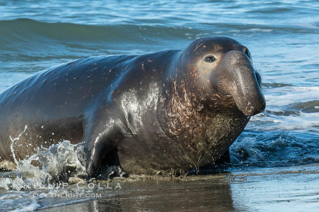 Northern elephant seals, Piedras Blancas. San Simeon, California, USA, Mirounga angustirostris, natural history stock photograph, photo id 35145