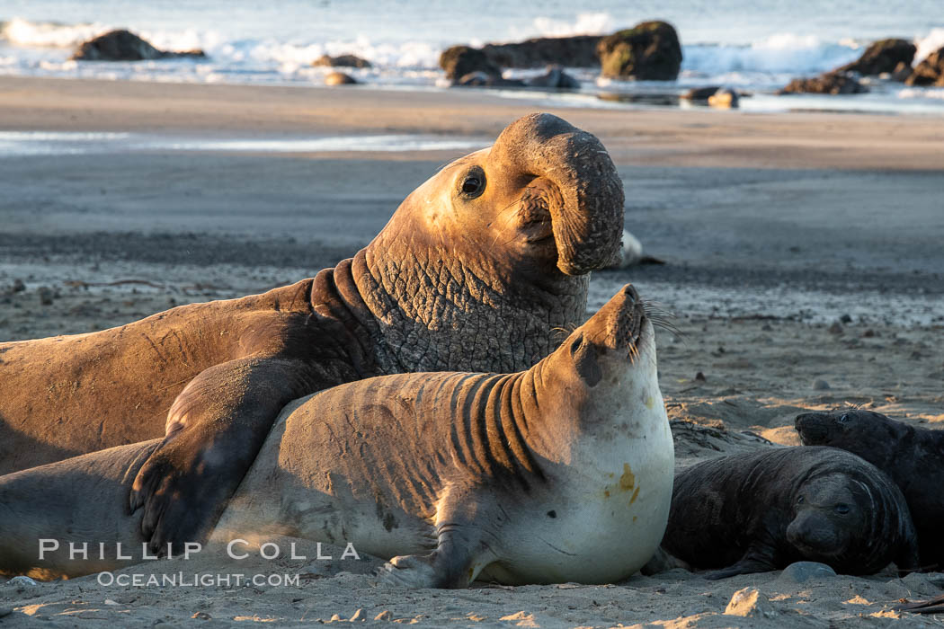 Northern elephant seals, Piedras Blancas. San Simeon, California, USA, Mirounga angustirostris, natural history stock photograph, photo id 35153