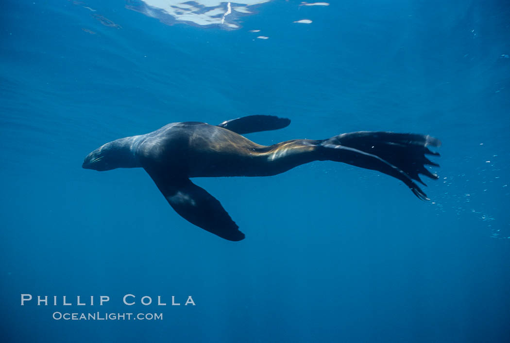 Northern fur seal. San Miguel Island, California, USA, Callorhinus ursinus, natural history stock photograph, photo id 00964