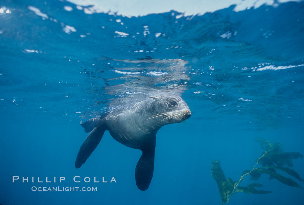 Northern fur seal swims through the cold waters and kelp forest of San Miguel Island, in California's northern Channel Islands. USA, Callorhinus ursinus, natural history stock photograph, photo id 00966