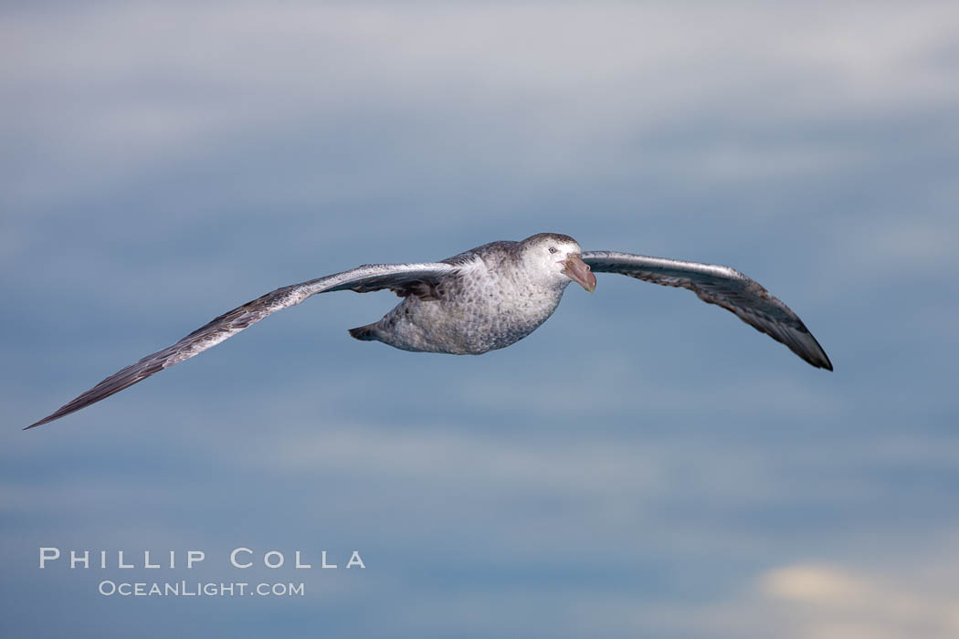 Northern giant petrel in flight at dusk, after sunset, as it soars over the open ocean in search of food. Falkland Islands, United Kingdom, Macronectes halli, natural history stock photograph, photo id 23686