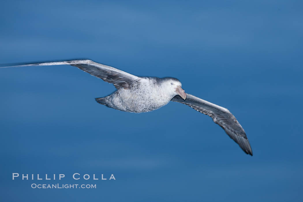 Northern giant petrel in flight at dusk, after sunset, as it soars over the open ocean in search of food. Falkland Islands, United Kingdom, Macronectes halli, natural history stock photograph, photo id 23690