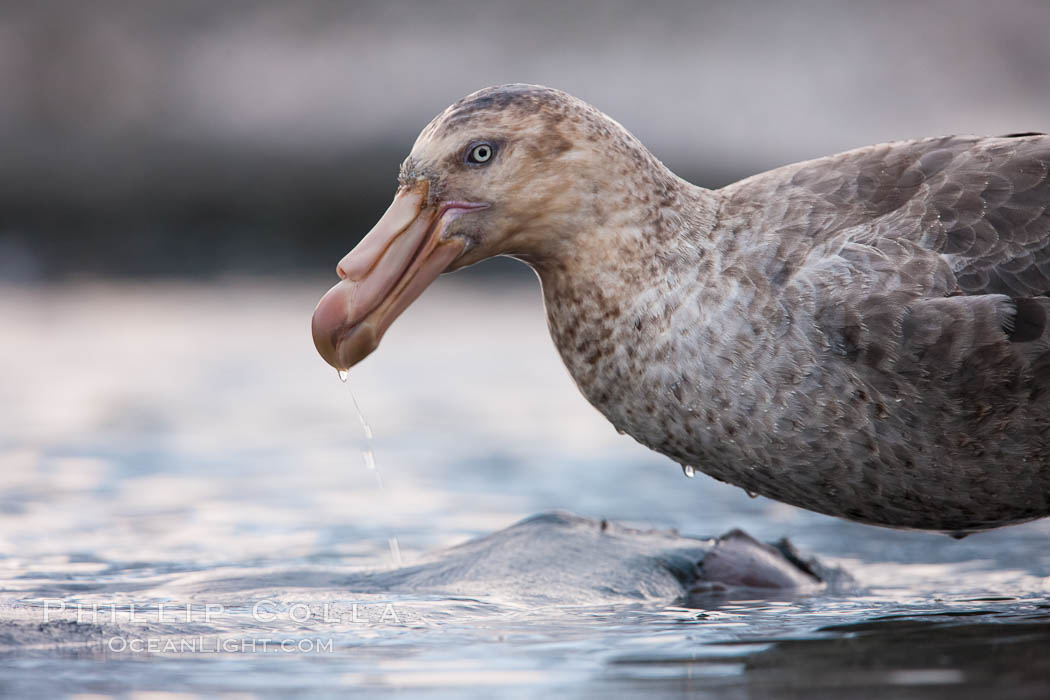 Northern giant petrel scavenging a fur seal carcass.  Giant petrels will often feed on carrion, defending it in a territorial manner from other petrels and carrion feeders. Right Whale Bay, South Georgia Island, Macronectes halli, natural history stock photograph, photo id 23697