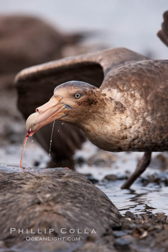 Northern giant petrel scavenging a fur seal carcass.  Giant petrels will often feed on carrion, defending it in a territorial manner from other petrels and carrion feeders. Right Whale Bay, South Georgia Island, Macronectes halli, natural history stock photograph, photo id 23699