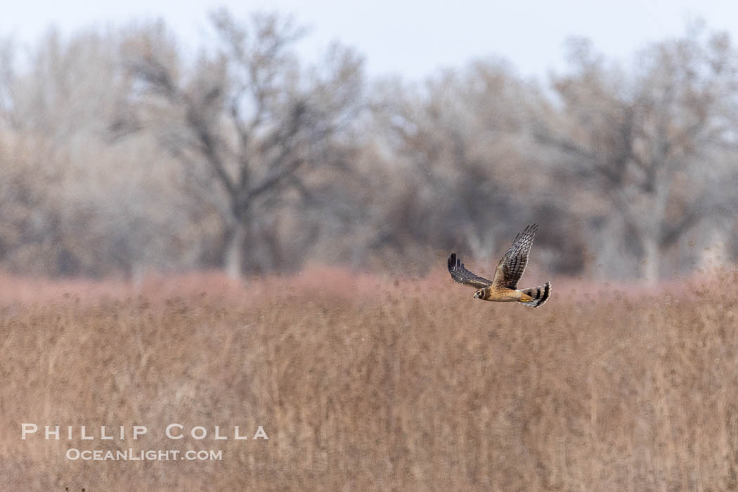 Northern Harrier, Circus hudsonius, Bosque del Apache NWR. Bosque del Apache National Wildlife Refuge, Socorro, New Mexico, USA, natural history stock photograph, photo id 38743