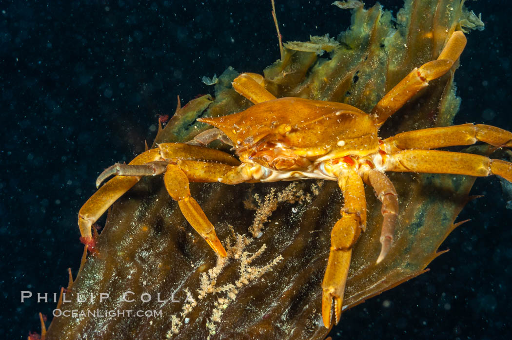 Northern kelp crab crawls amidst kelp blades and stipes, midway in the water column (below the surface, above the ocean bottom) in a giant kelp forest. San Nicholas Island, California, USA, Macrocystis pyrifera, Pugettia producta, natural history stock photograph, photo id 10216