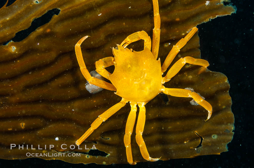 Northern kelp crab crawls amidst kelp blades and stipes, midway in the water column (below the surface, above the ocean bottom) in a giant kelp forest. San Nicholas Island, California, USA, Macrocystis pyrifera, Pugettia producta, natural history stock photograph, photo id 10220