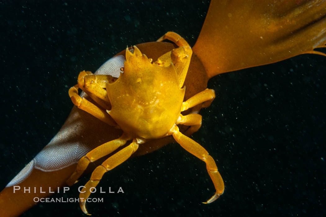 Northern kelp crab crawls amidst kelp blades and stipes, midway in the water column (below the surface, above the ocean bottom) in a giant kelp forest. San Nicholas Island, California, USA, Macrocystis pyrifera, Pugettia producta, natural history stock photograph, photo id 10219