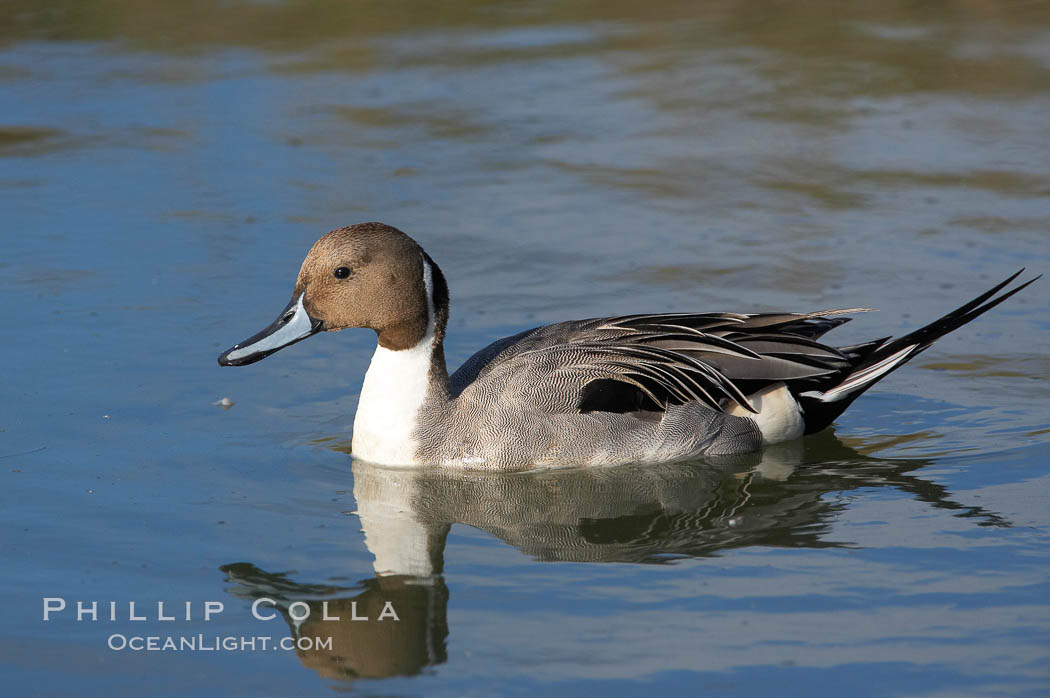 Northern pintail, male. Upper Newport Bay Ecological Reserve, Newport Beach, California, USA, Anas acuta, natural history stock photograph, photo id 15710