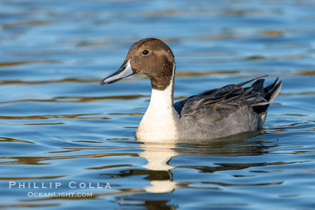 Northern pintail, Anas acuta, Santee Lakes