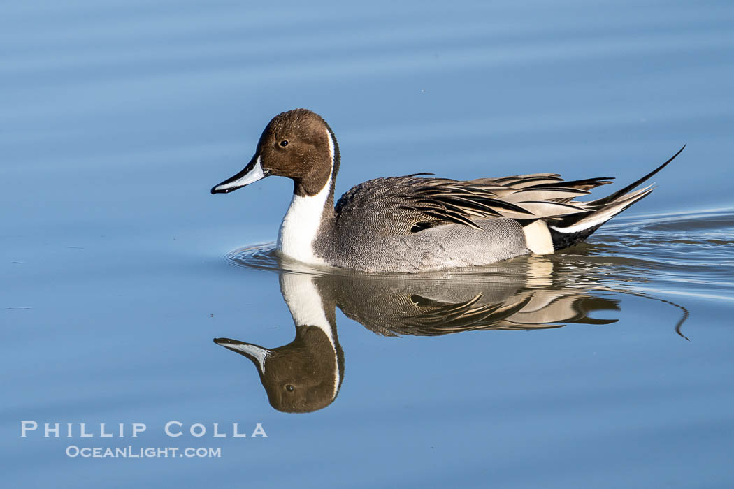 Northern pintail, male, Bosque Del Apache National Wildlife Refuge, Anas acuta, Bosque del Apache National Wildlife Refuge, Socorro, New Mexico