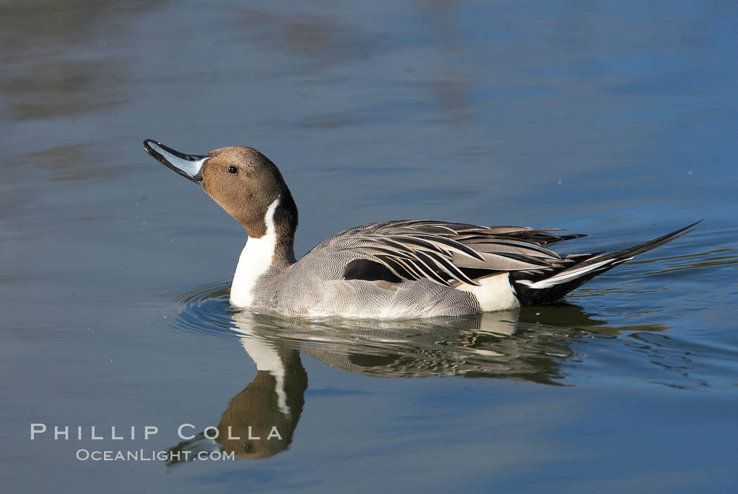 Northern pintail, male. Upper Newport Bay Ecological Reserve, Newport Beach, California, USA, Anas acuta, natural history stock photograph, photo id 15712