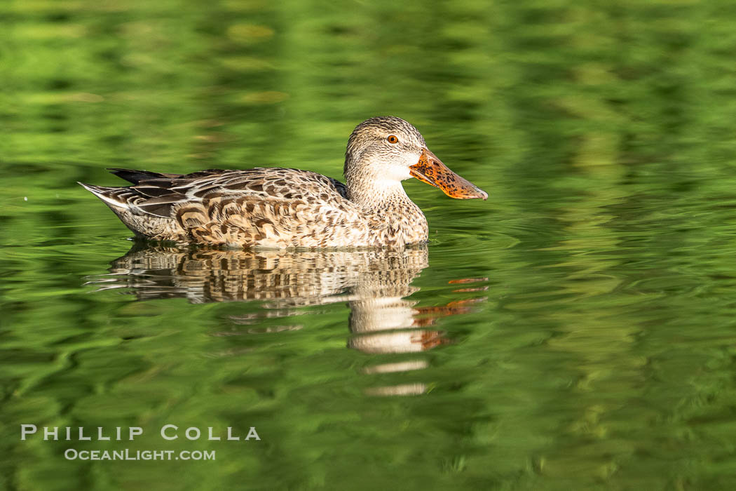 Northern Shoveler, female, Anas clypeata, Santee Lakes