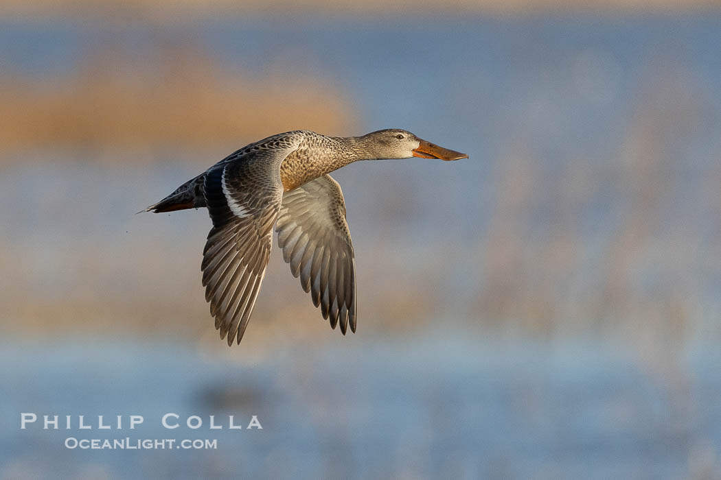 Northern Shoveler in flight, Bosque del Apache. Bosque del Apache National Wildlife Refuge, Socorro, New Mexico, USA, Anas clypeata, natural history stock photograph, photo id 38721