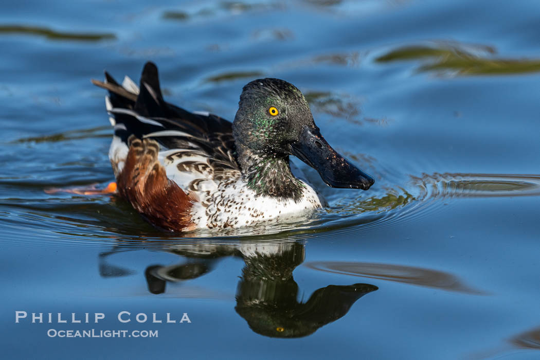 Northern Shoveler, male, Anas clypeata