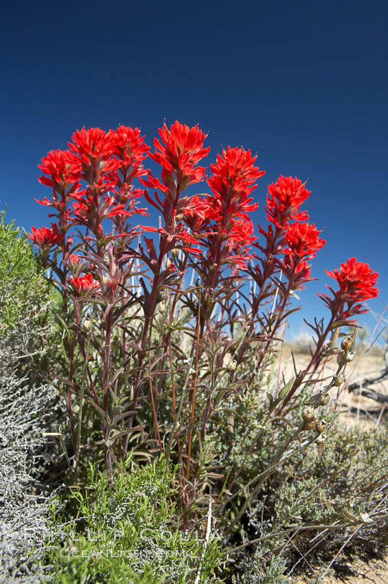 Indian Paintbrush. Joshua Tree National Park, California, USA, Castilleja angustifolia, natural history stock photograph, photo id 11906