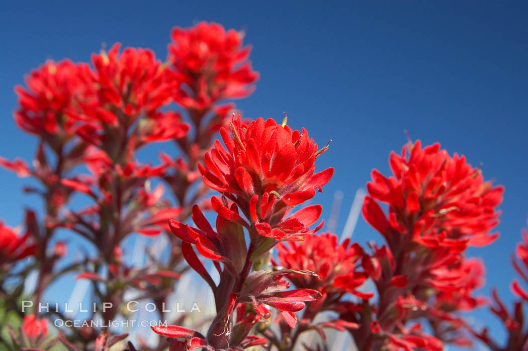 Indian Paintbrush. Joshua Tree National Park, California, USA, Castilleja angustifolia, natural history stock photograph, photo id 11910