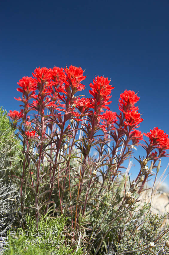 Indian Paintbrush. Joshua Tree National Park, California, USA, Castilleja angustifolia, natural history stock photograph, photo id 11907