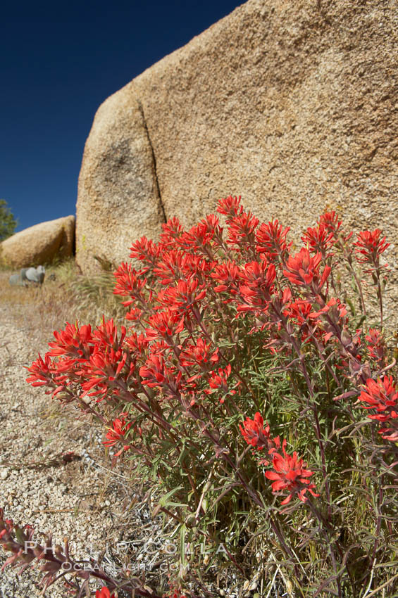 Indian Paintbrush. Joshua Tree National Park, California, USA, Castilleja angustifolia, natural history stock photograph, photo id 11911