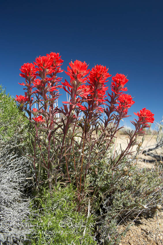 Indian Paintbrush. Joshua Tree National Park, California, USA, Castilleja angustifolia, natural history stock photograph, photo id 11905