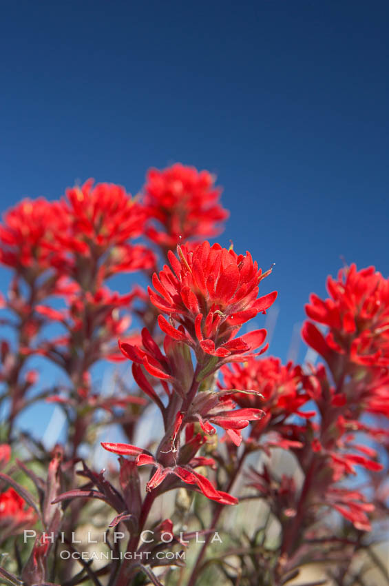 Indian Paintbrush. Joshua Tree National Park, California, USA, Castilleja angustifolia, natural history stock photograph, photo id 11909