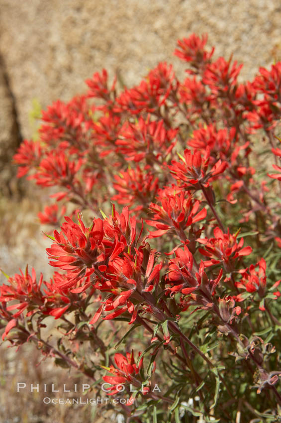 Indian Paintbrush. Joshua Tree National Park, California, USA, Castilleja angustifolia, natural history stock photograph, photo id 11913