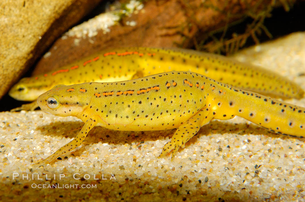 Eastern newt, native to forested areas of the eastern United States., Notophthalmus viridescens, natural history stock photograph, photo id 09790