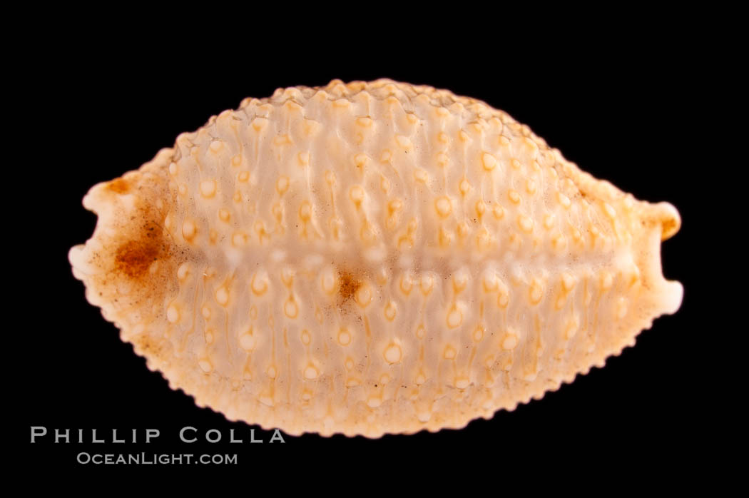 Nucleus Cowrie., Cypraea nucleus, natural history stock photograph, photo id 08486