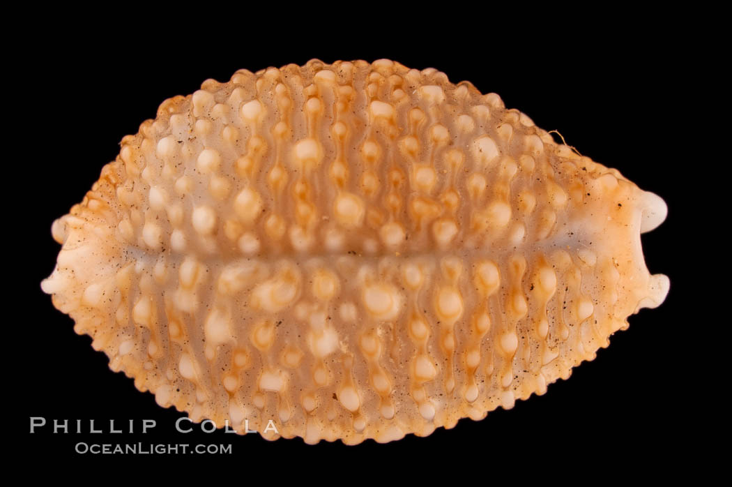 Nucleus Cowrie., Cypraea nucleus gemmosa, natural history stock photograph, photo id 08203