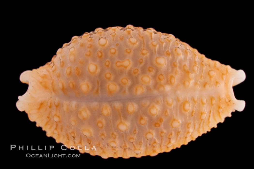 Nucleus Cowrie., Cypraea nucleus, natural history stock photograph, photo id 08283