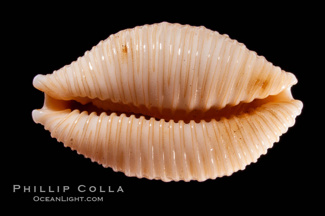 Nucleus Cowrie., Cypraea nucleus, natural history stock photograph, photo id 08489