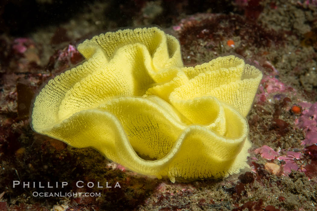 Nudibranch egg mass, likely that of Peltodoris nobilis. San Diego, California, USA, Peltodoris nobilis, natural history stock photograph, photo id 37206