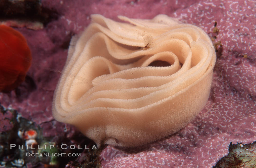 Nudibranch egg mass. Monterey, California, USA, natural history stock photograph, photo id 02515