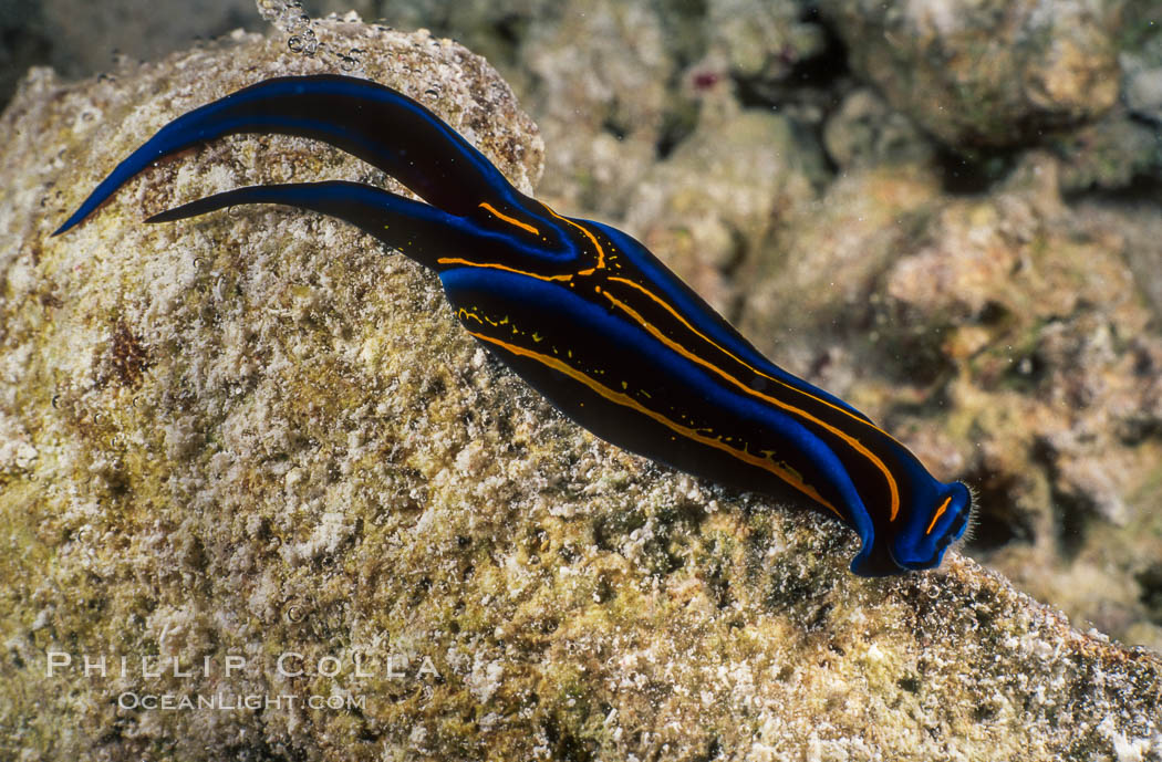 Nudibranch. Rose Atoll National Wildlife Sanctuary, American Samoa, USA, natural history stock photograph, photo id 00704