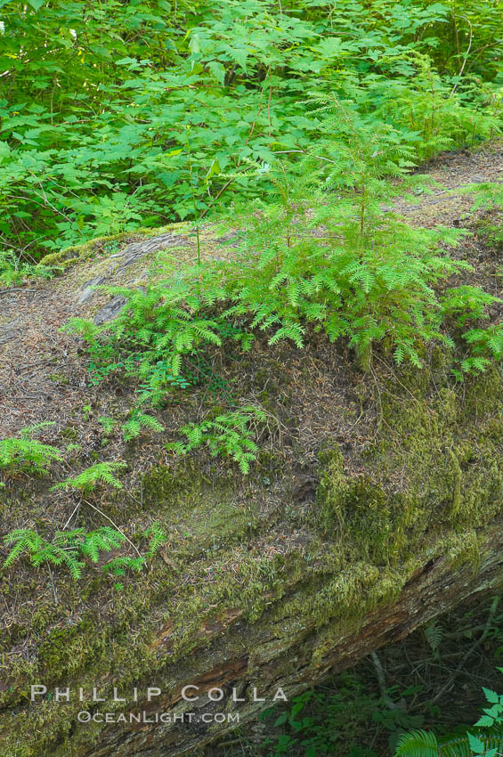 Nurse log.  A fallen Douglas fir tree provides a substrate for new seedlings to prosper and grow. Cathedral Grove, MacMillan Provincial Park, Vancouver Island, British Columbia, Canada, natural history stock photograph, photo id 21039