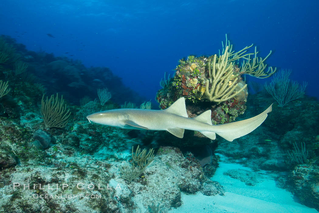 Nurse shark, Grand Cayman Island. Cayman Islands, natural history stock photograph, photo id 32251