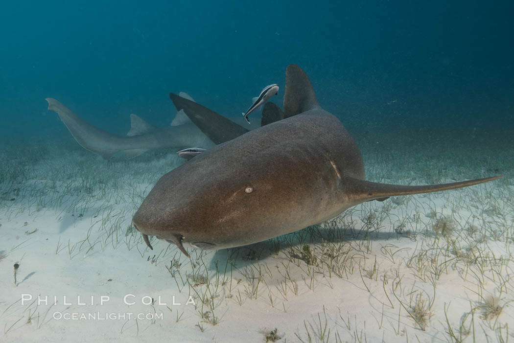 Nurse shark. Bahamas, Ginglymostoma cirratum, natural history stock photograph, photo id 32034