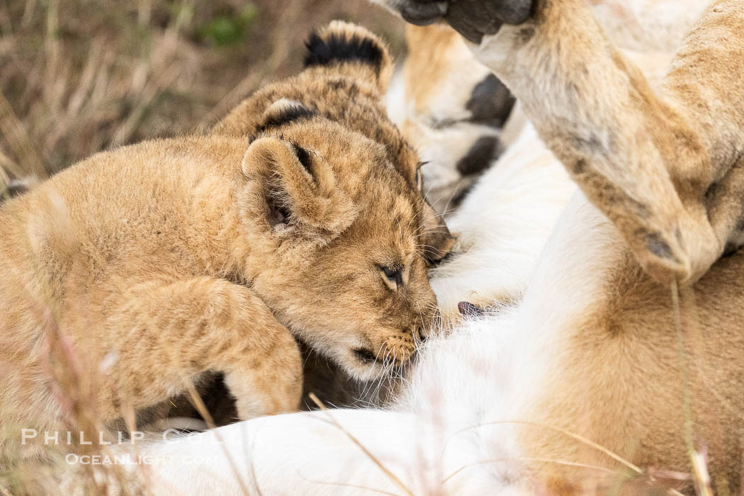Nursing lion cubs, Mara Triangle, Kenya., Panthera leo, natural history stock photograph, photo id 39706