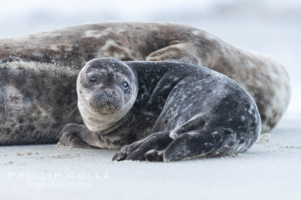 Pacific Harbor Seal Pup looks at neighboring seals between bouts of nursing on its mothers milk. La Jolla, California, USA, Phoca vitulina richardsi, natural history stock photograph, photo id 39090