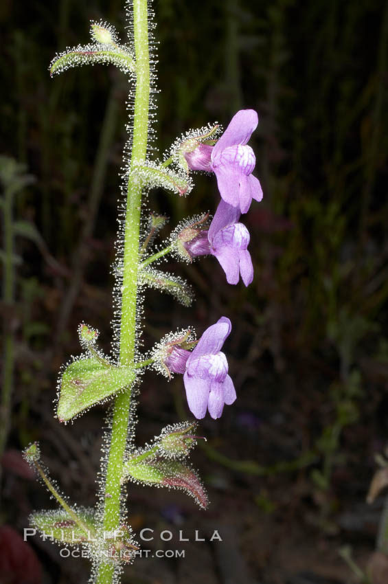 Nutalls violet snapdragon blooms in spring, Batiquitos Lagoon, Carlsbad. California, USA, Antirrhinum nutallianum nutallianum, natural history stock photograph, photo id 11432