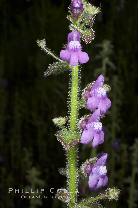 Nutalls violet snapdragon blooms in spring, Batiquitos Lagoon, Carlsbad. California, USA, Antirrhinum nutallianum nutallianum, natural history stock photograph, photo id 11431