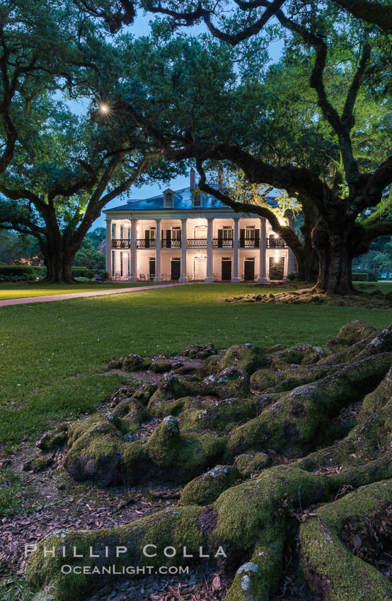 Oak Alley Plantation and its famous shaded tunnel of  300-year-old southern live oak trees (Quercus virginiana).  The plantation is now designated as a National Historic Landmark. Vacherie, Louisiana, USA, Quercus virginiana, natural history stock photograph, photo id 31010