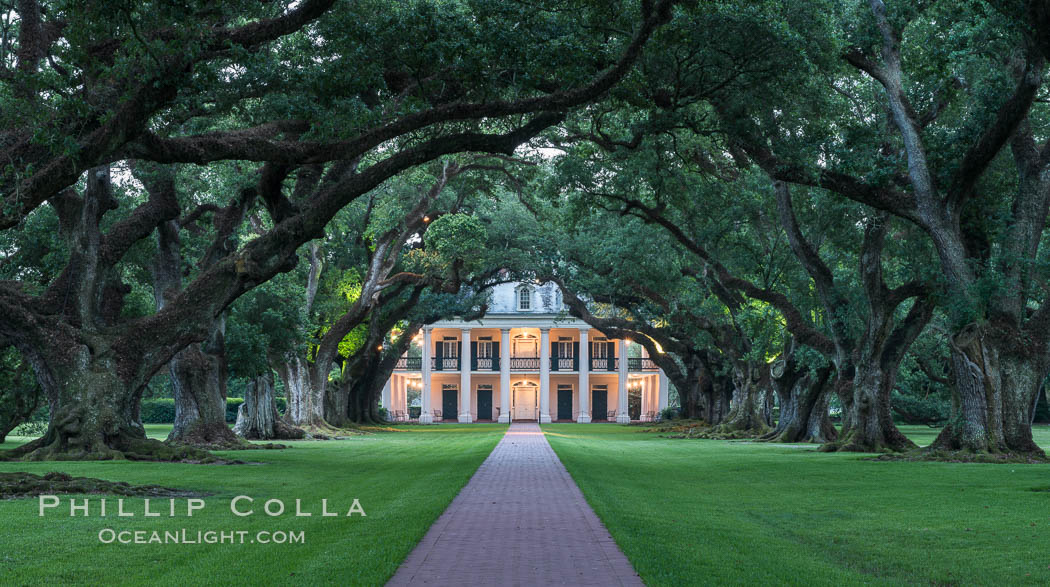 Oak Alley Plantation and its famous shaded tunnel of  300-year-old southern live oak trees (Quercus virginiana).  The plantation is now designated as a National Historic Landmark. Vacherie, Louisiana, USA, Quercus virginiana, natural history stock photograph, photo id 31008