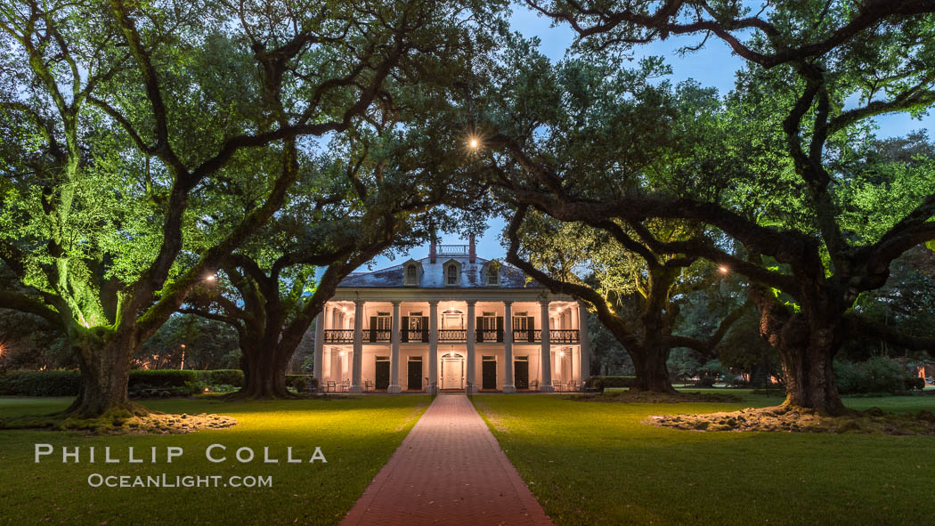 Oak Alley Plantation and its famous shaded tunnel of  300-year-old southern live oak trees (Quercus virginiana).  The plantation is now designated as a National Historic Landmark. Vacherie, Louisiana, USA, Quercus virginiana, natural history stock photograph, photo id 31012