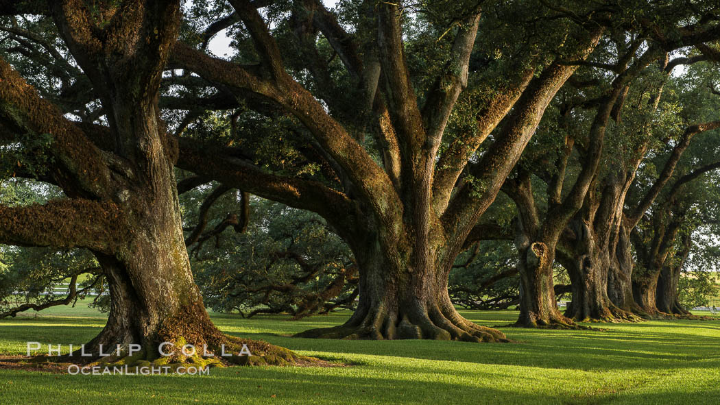 Oak Alley Plantation and its famous shaded tunnel of  300-year-old southern live oak trees (Quercus virginiana).  The plantation is now designated as a National Historic Landmark. Vacherie, Louisiana, USA, Quercus virginiana, natural history stock photograph, photo id 31020