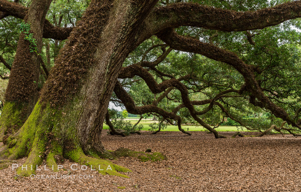 Oak Alley Plantation and its famous shaded tunnel of  300-year-old southern live oak trees (Quercus virginiana).  The plantation is now designated as a National Historic Landmark. Vacherie, Louisiana, USA, Quercus virginiana, natural history stock photograph, photo id 30999