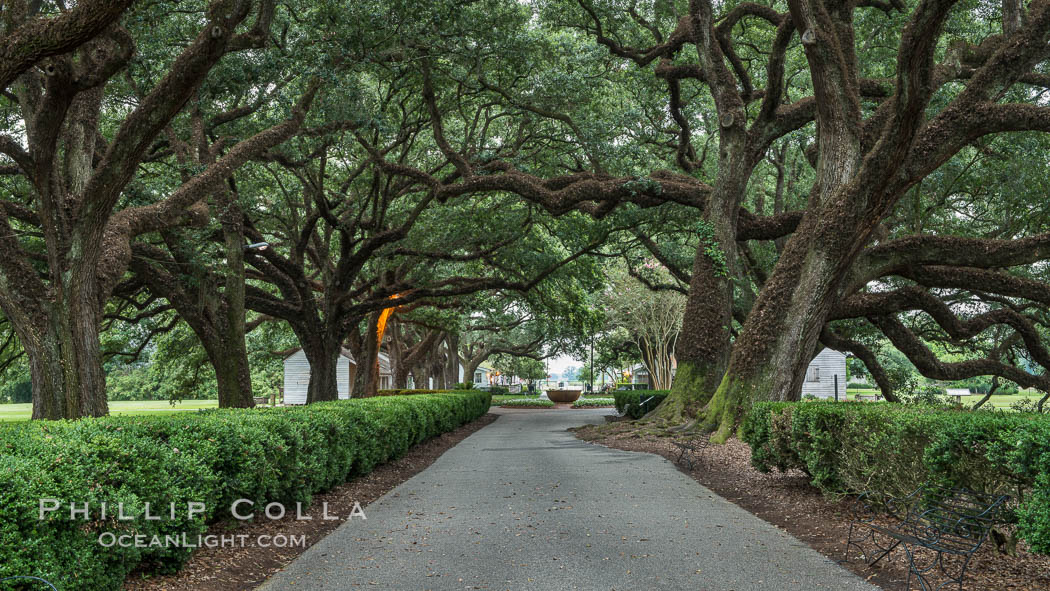 Oak Alley Plantation and its famous shaded tunnel of  300-year-old southern live oak trees (Quercus virginiana).  The plantation is now designated as a National Historic Landmark. Vacherie, Louisiana, USA, Quercus virginiana, natural history stock photograph, photo id 31007