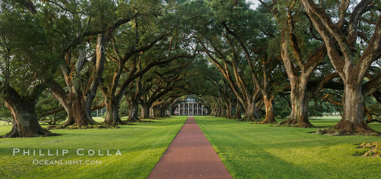 Oak Alley Plantation and its famous shaded tunnel of  300-year-old southern live oak trees (Quercus virginiana).  The plantation is now designated as a National Historic Landmark. Vacherie, Louisiana, USA, Quercus virginiana, natural history stock photograph, photo id 31015